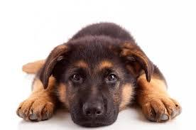 gégé notre chien   école