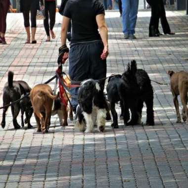 Pet Walking Service