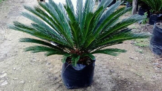 Venta de palmas