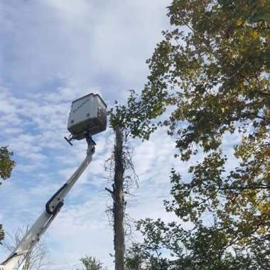 Entreprise Bts Paysagiste Élagage