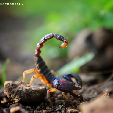 Kishor Photography