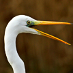 Trievesphoto.Com