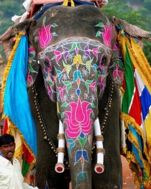 Elephant ride in Jaipur