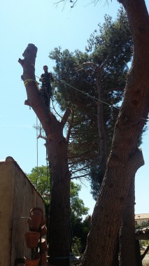 Démontage délicat d un pin