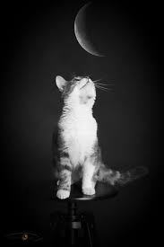 Animaux