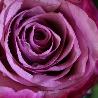 Rose Valley Florist