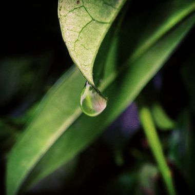 Laurie Simon Photographie 