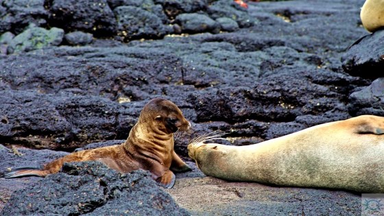 Lobos marinos de Galápagos
