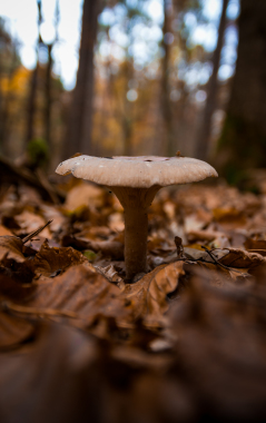 Naturfotografie Pilz