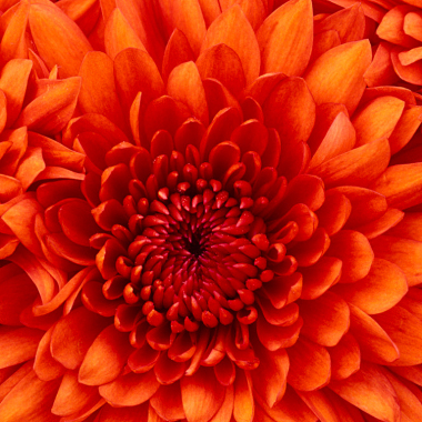 Inflorescencia