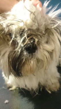 shih tzu na ratunek