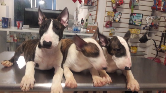BULL TERRIER INGLES