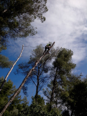 Démontage de pins au dessus d'un toit