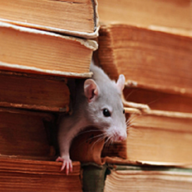 Proactive Pest Control
