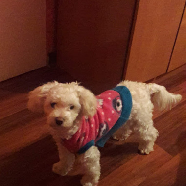 Mascota Sin Estrés