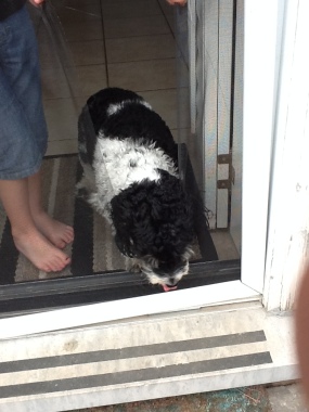 Pet proof screen