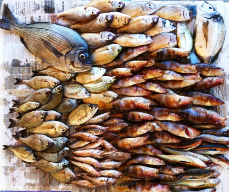 matinée de pêche à la palangrotte