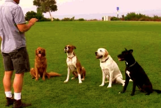 cursos-de-adiestramiento-canino-02.jpg