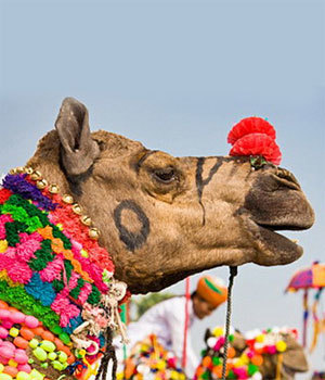 Pushkar Festival