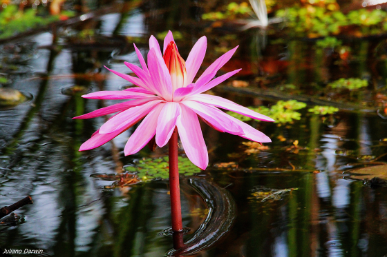 arte das flores
