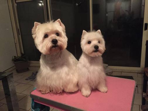 westie