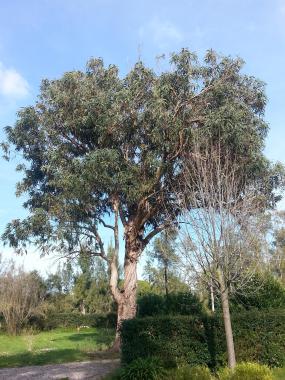 Eucalyptus avant