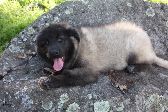 https://www.facebook.com/Pet-Hotel-Do-Algarve-115172275201298/
