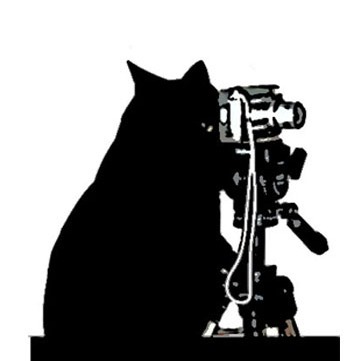 Gato Fotógrafo