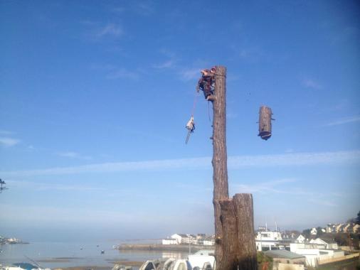 This photo was taken at #Instow sectioning down a mature Scott's Pine #tree the space below was small but access for machinery was gained via the #tarkatrail