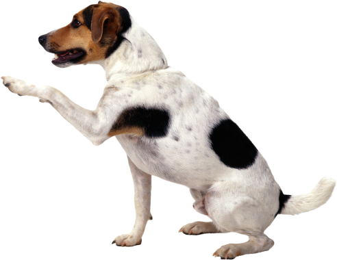 DoggyWalk
Når din hund skal luftes