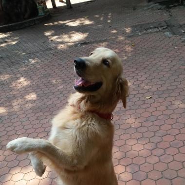 All About Dog