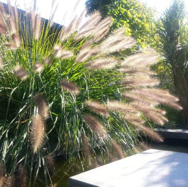 Diffusion Reve Et Jardin