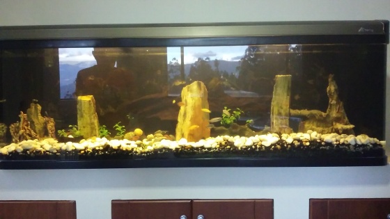 Acuario importado