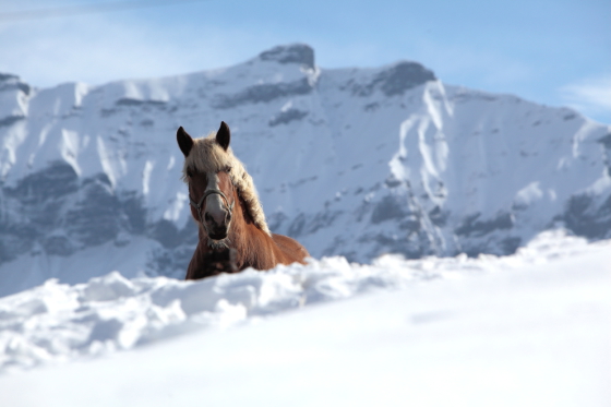 Megève, les aiguilles croches et cheval franc-comtois.
