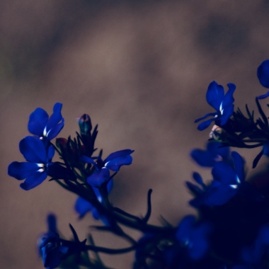 Tuhina Nasrin Photography