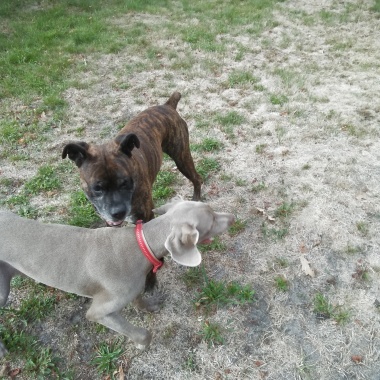 Les Canins De L'Ouest