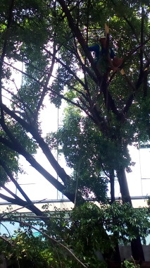 Trimming Pohon