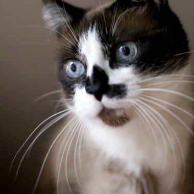 Je Fais Garder Mon Chat
