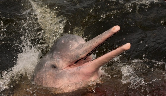Boto Rosa Amazônia 