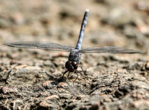 Art of Macro Photography