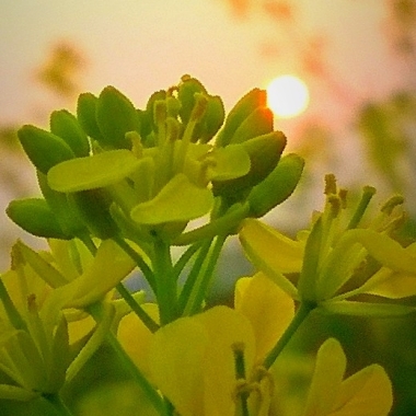 Sayakp.Graphy