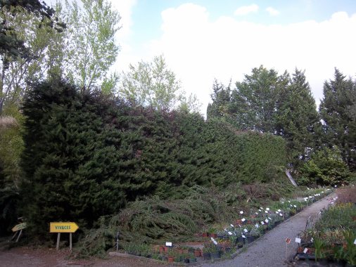 apres taille haie de cypres
