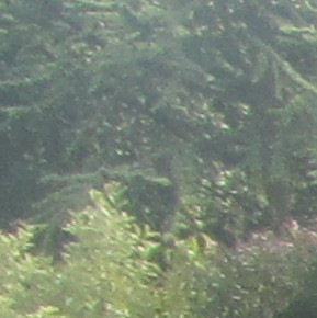 Leplatois Paysagiste