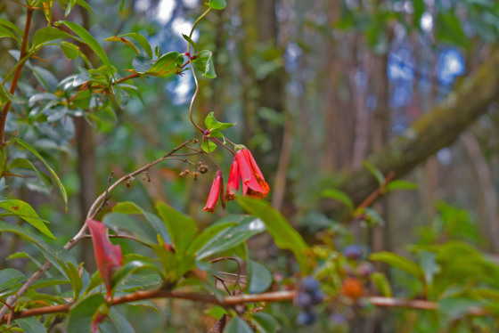 Flor