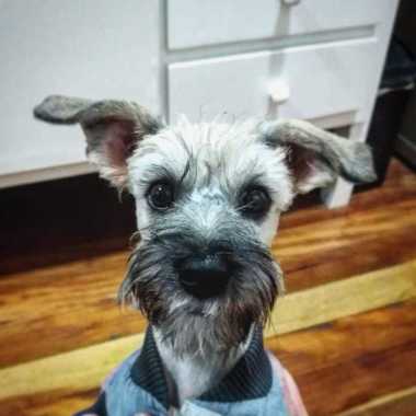 Dempsey O Passeador