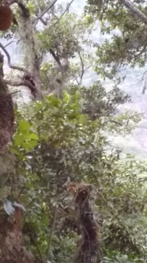 Este tipo de cupim é conhecido como cupim de solo,este esta em seu abitar na floresta.