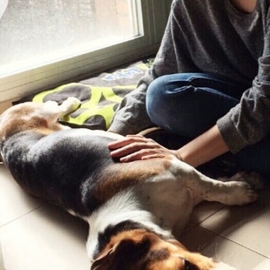 Terapia con Reiki para mascotas