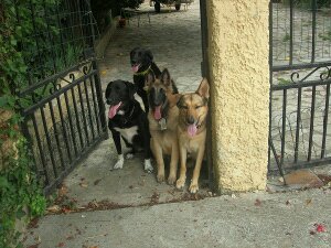 Mes chiens ne sortent pas du portillon sans mon accord