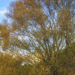 Garten-, Forst- Und Rodungsbetrieb