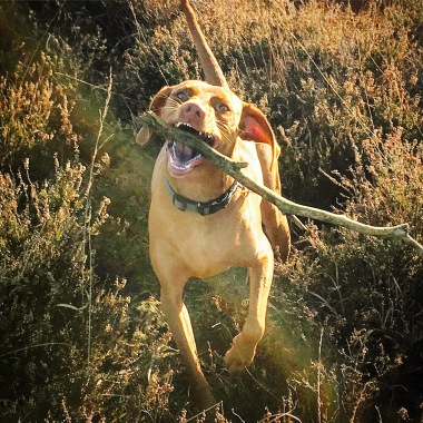 Bella enjoying her morning walk